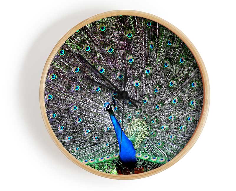 Indian Peafowl Clock - Wallart-Direct UK