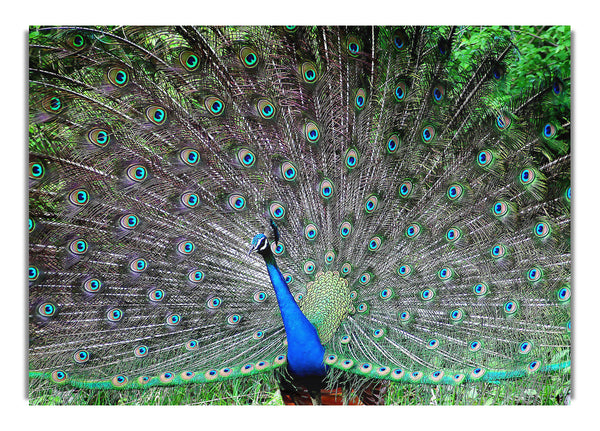 Indian Peafowl