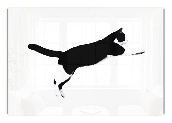 Jumping Cat