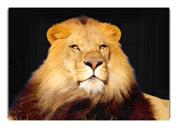 King Of The Jungle Wild Life Canvas