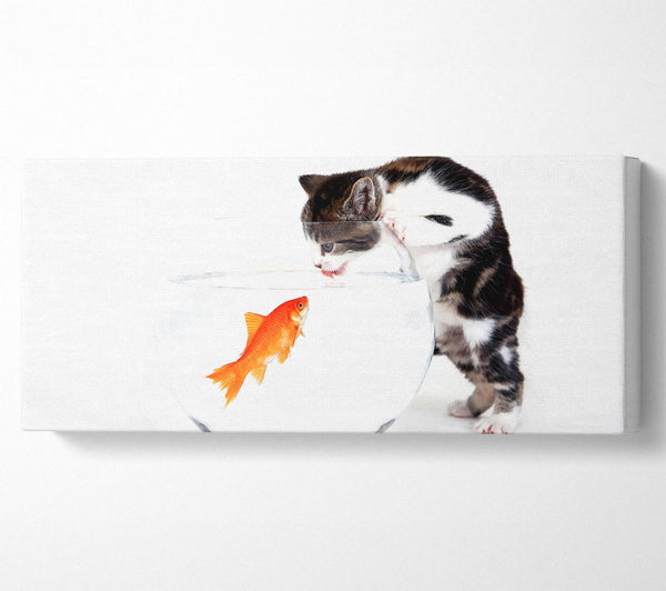 Kitten VS Fish