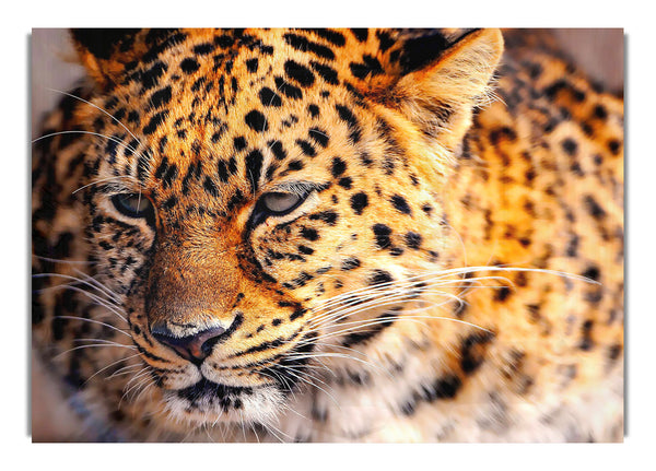 Leopard Close Up 2