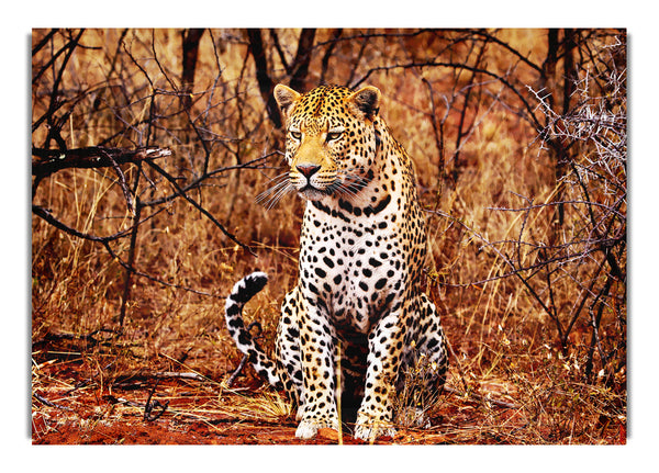 Leopard Hunt