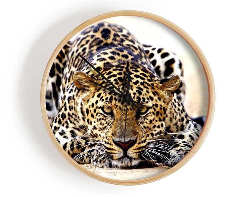 Leopard Staring Clock - Wallart-Direct UK