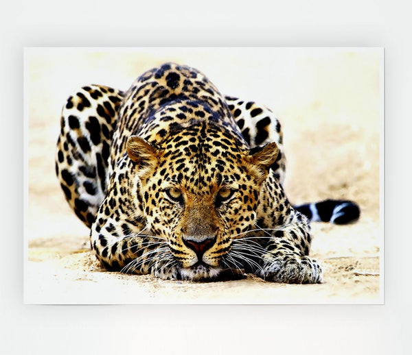 Leopard Staring Print Poster Wall Art