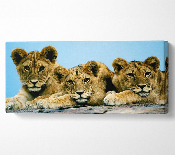 Lion Cub Trio