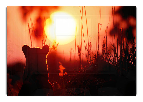 Lion Cub Watching The Sun Go Down