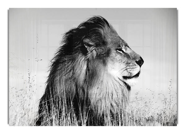 Lion On Watch Black and White