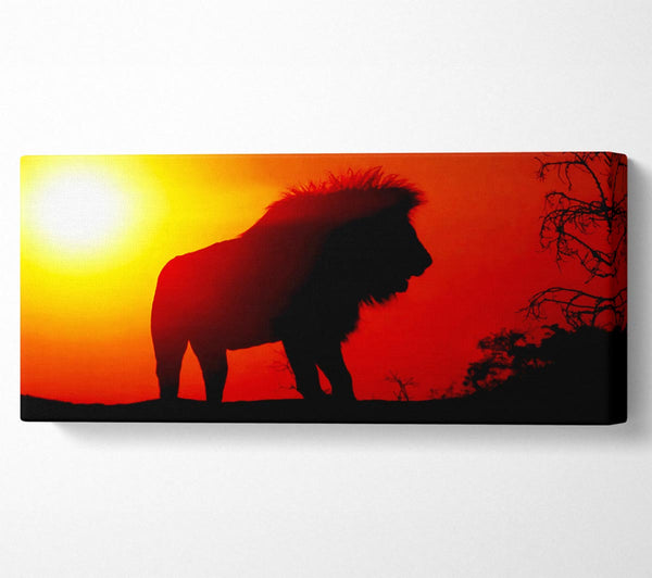 Lion Sunset