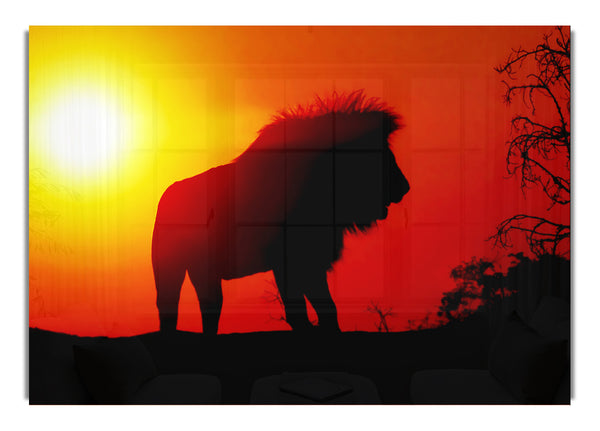 Lion Sunset