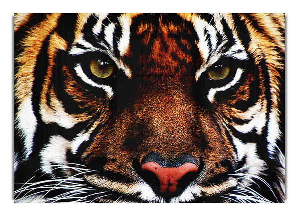 Male Tiger Face