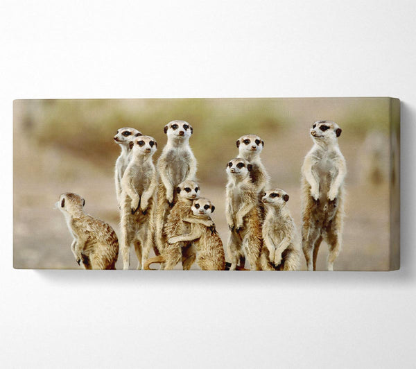 Meerkat Family