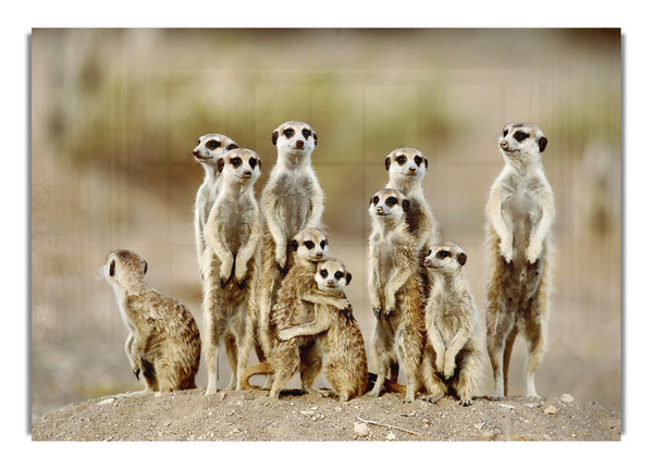 Meerkat Family