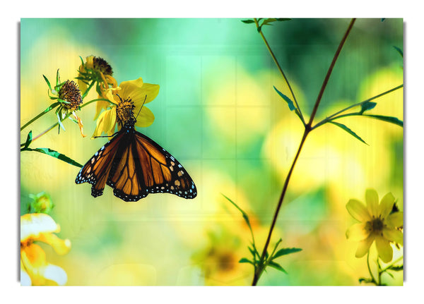 Monarch Butterfly On A Yellow Flower