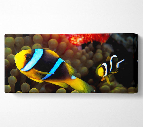 Neon Clown Fish