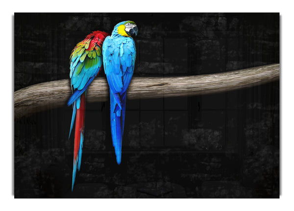 Pair Of Parrots