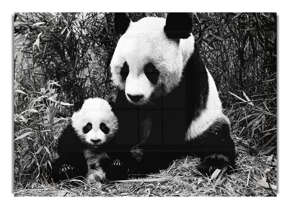 Panda Mother N Baby