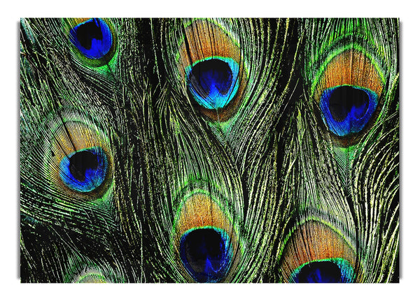 Peacock Feathers Wild Life Canvas