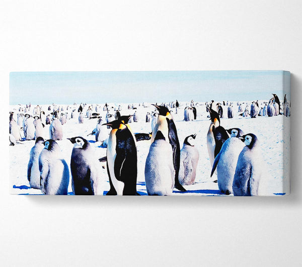 Penguin Meeting Place