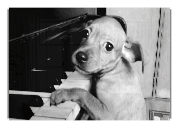 Piano Pup