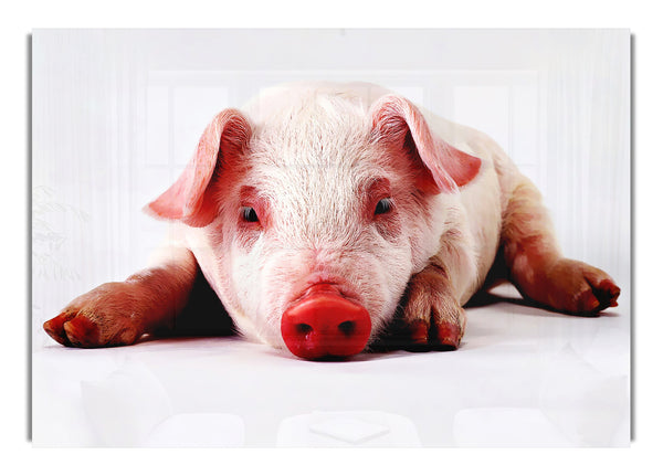 Pig Portrait