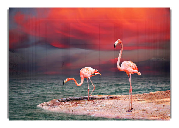 Pink Flamingo Ocean