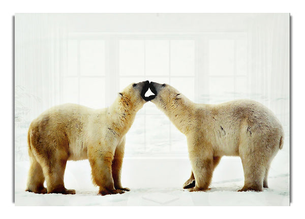 Polar Bear Love