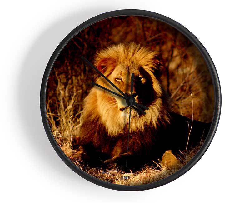 Proud African Lion Clock - Wallart-Direct UK