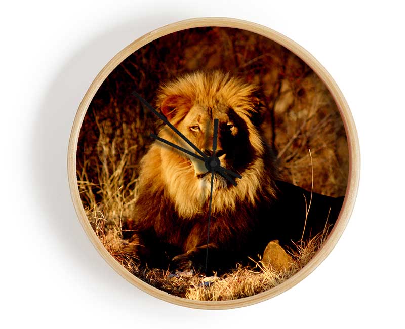 Proud African Lion Clock - Wallart-Direct UK