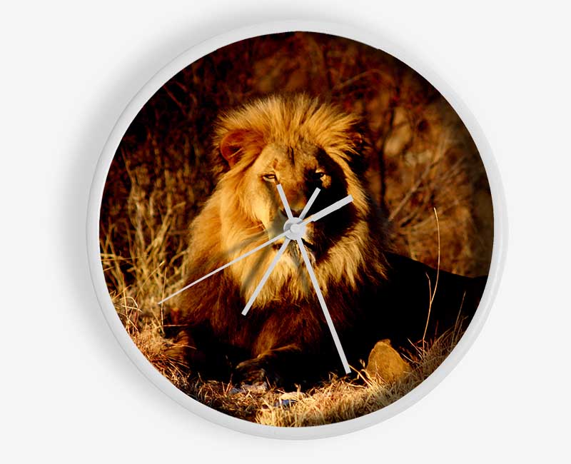 Proud African Lion Clock - Wallart-Direct UK