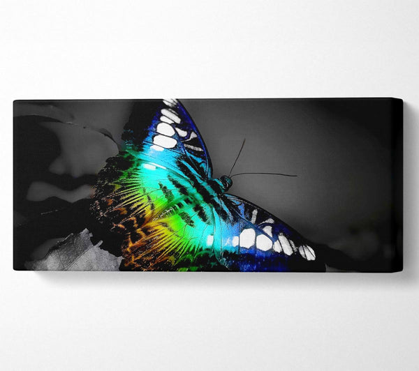 Psychodelic Butterfly