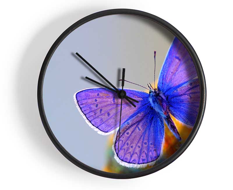 Purple Butterfly Clock - Wallart-Direct UK