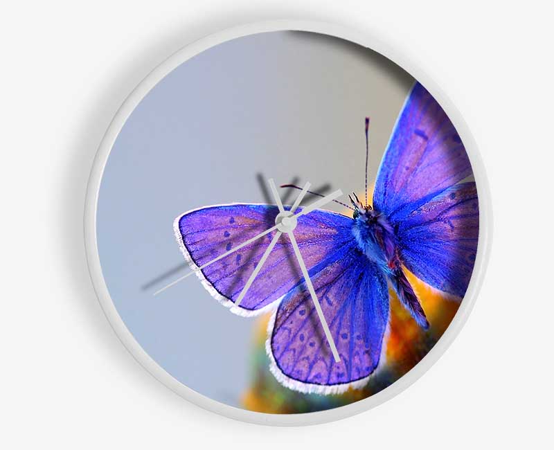 Purple Butterfly Clock - Wallart-Direct UK