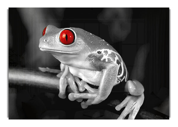 Red Eyed Frog