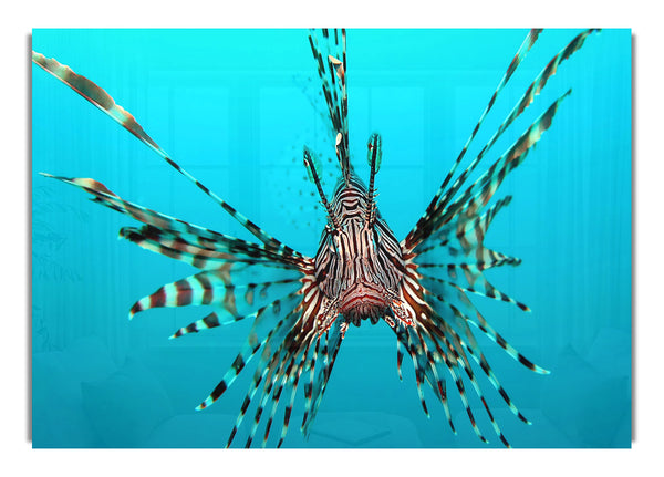 Red Lionfish