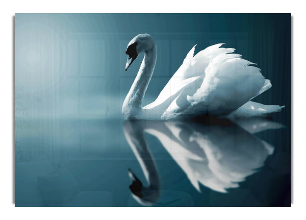 Reflections Of A Swan