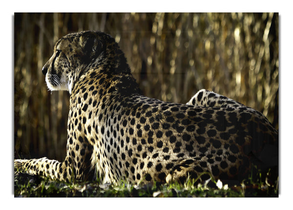 Resting Cheetah