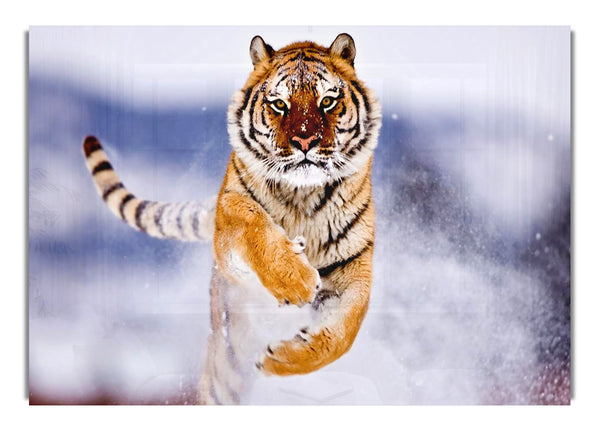 Running Snow Tiger