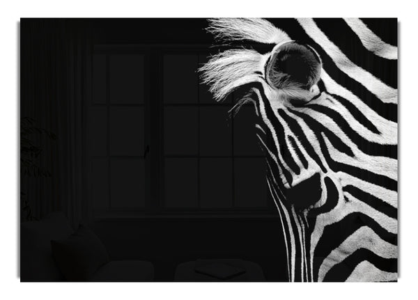 Sad Zebra