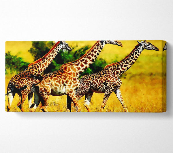 Safari Giraffe