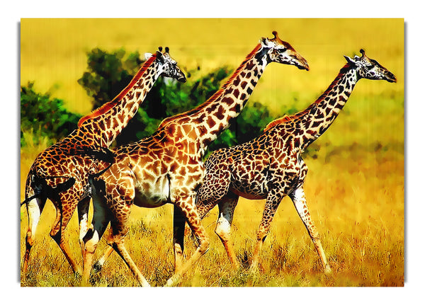 Safari Giraffe