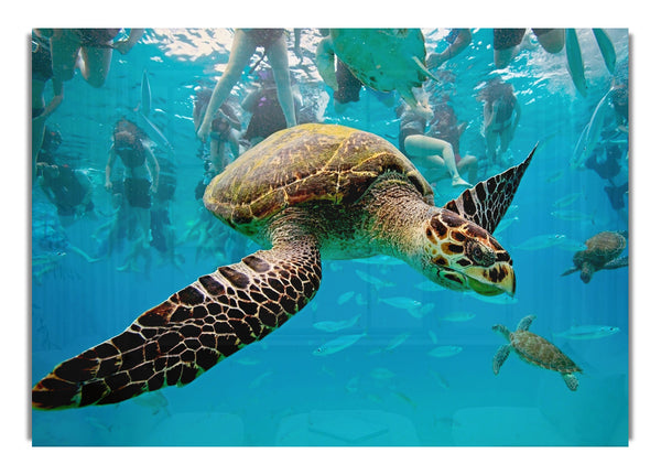 Sea Turtle Under Water