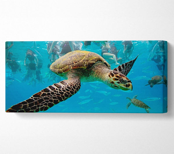 Sea Turtle Under Water