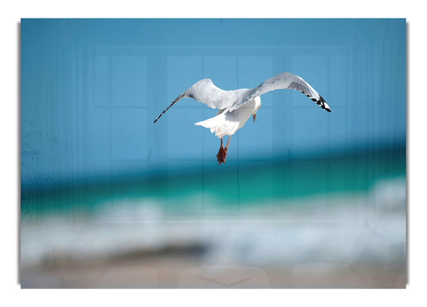 Seagull 4