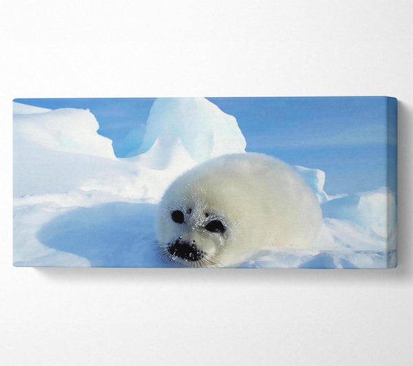 Seal Pup In The Snow