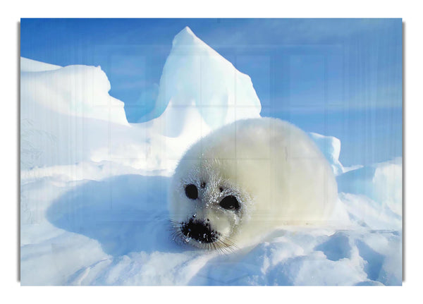 Seal Pup In The Snow