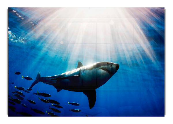 Shark In A Blaze Of Sunlight