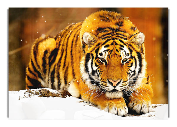 Siberian Snow Tiger