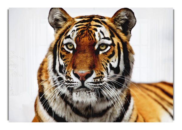 Siberian Tiger Wild Life Canvas