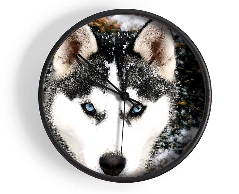 Siberian Husky Wolf Clock - Wallart-Direct UK